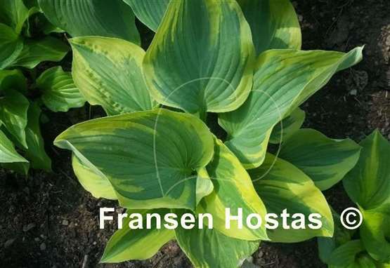 Hosta Stag's Leap